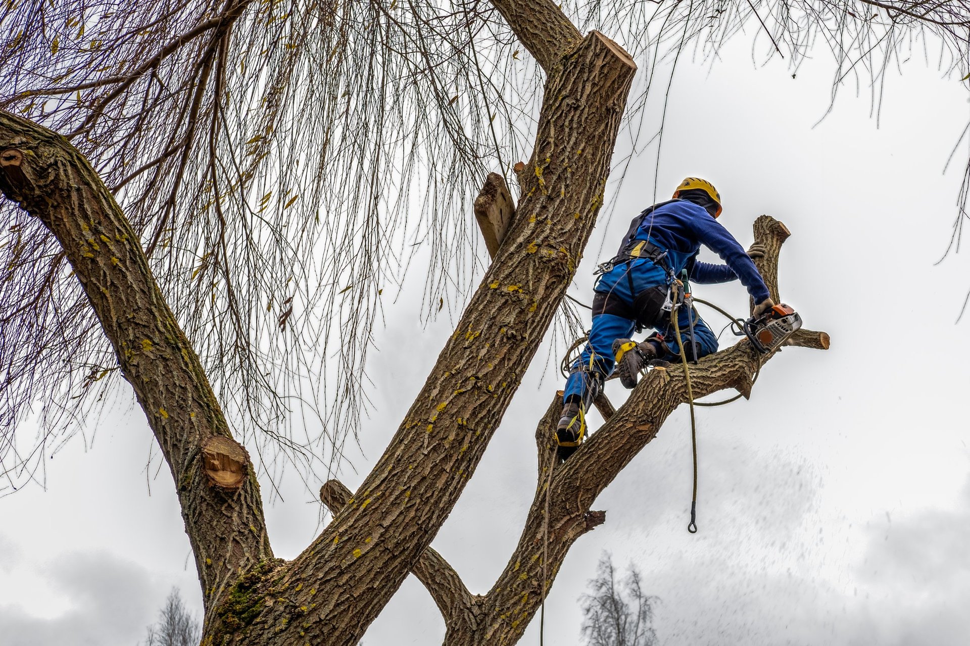 Professional tree work