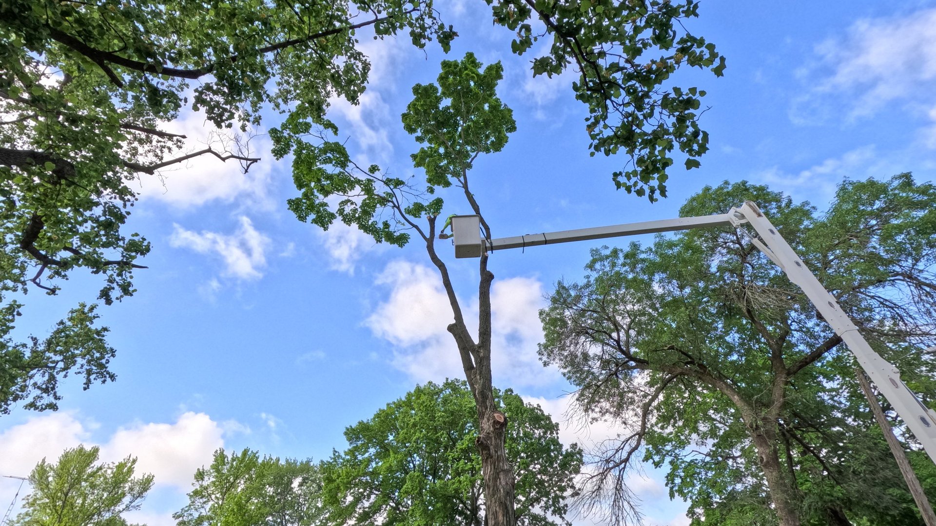 Professional tree removal service