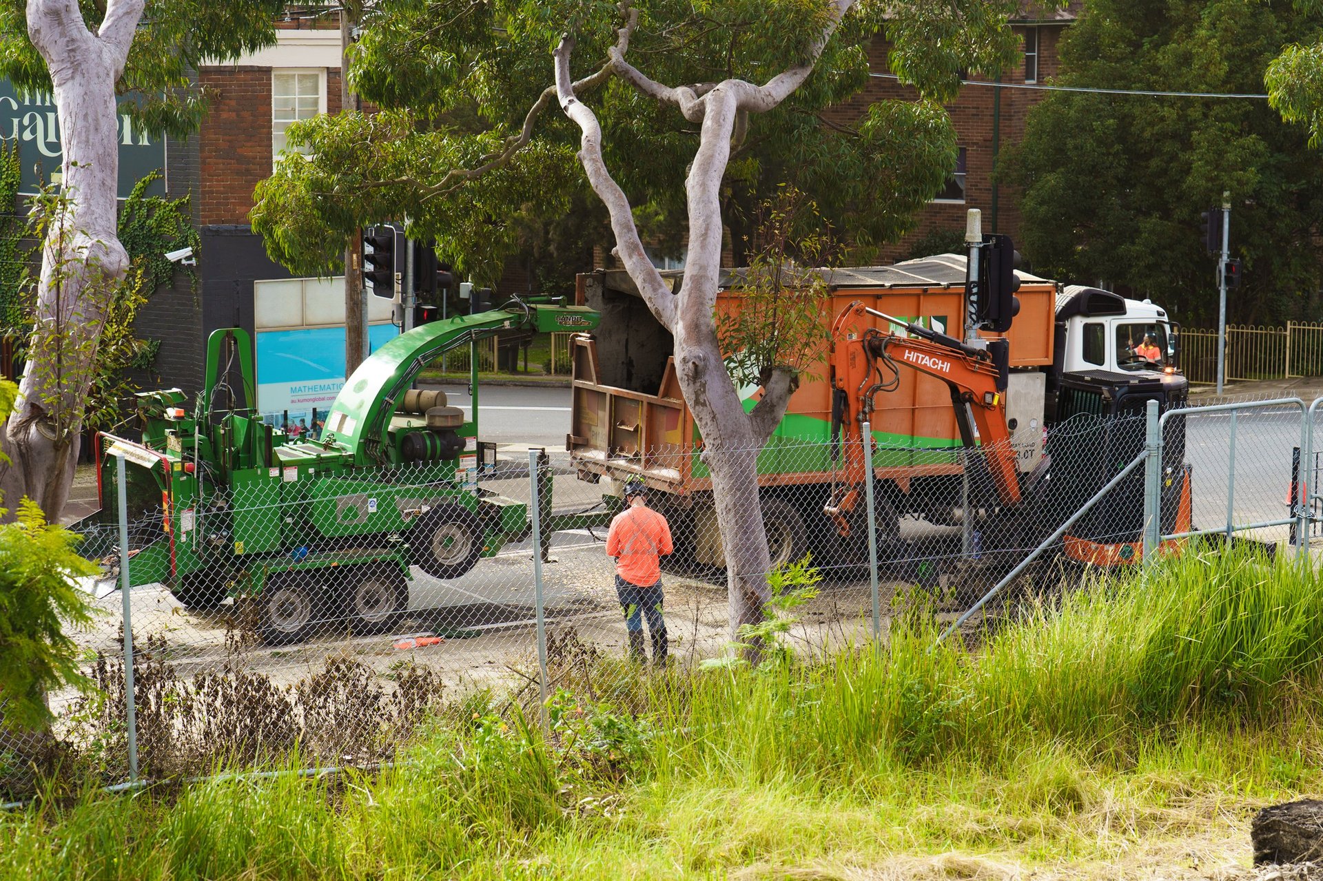 Professional tree work