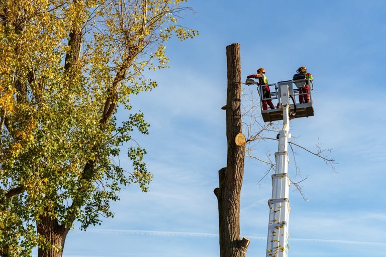 Professional tree trimming