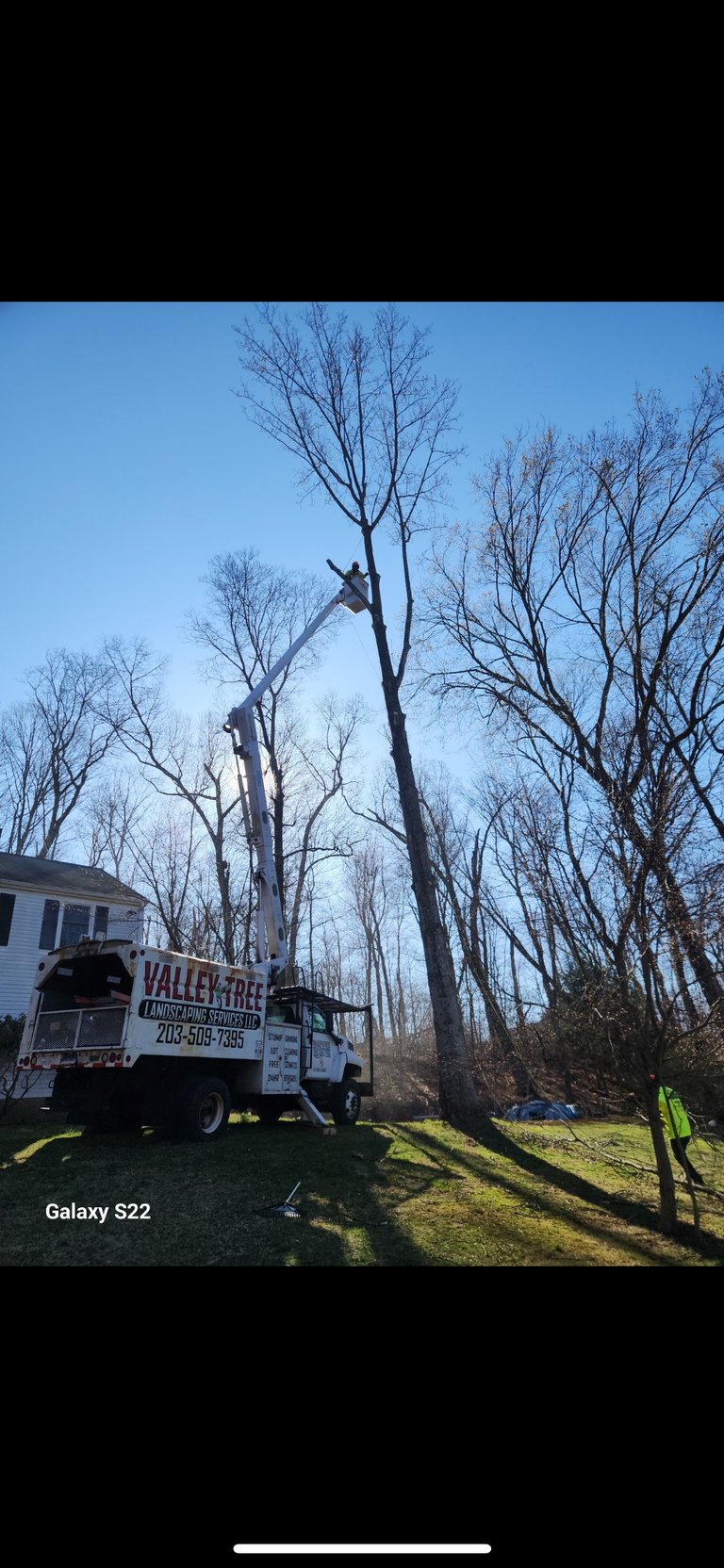 Valley Tree Service truck with extended boom removing branches from tall bare tree in residential yard on clear day
