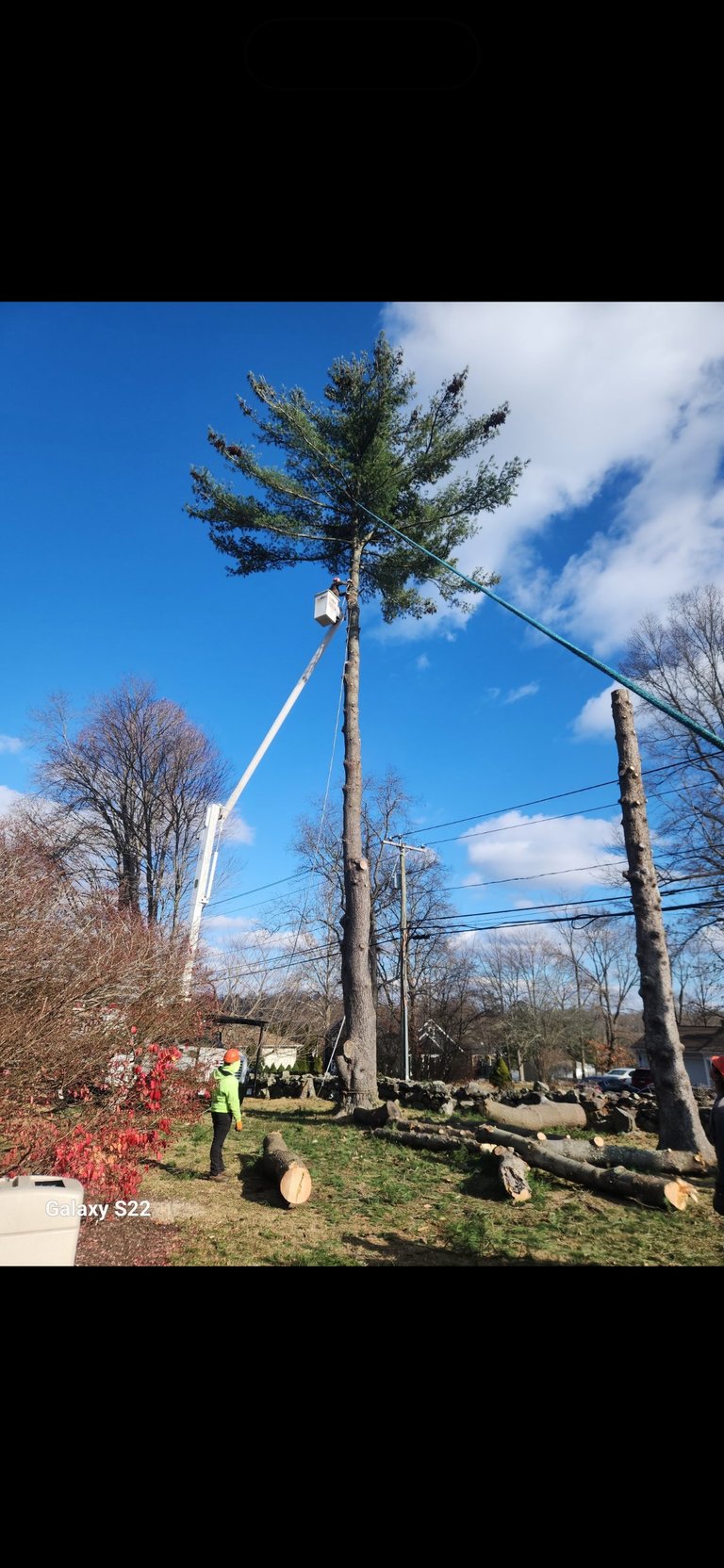 Tree trimming crew member in safety gear operating bucket lift to prune tall pine tree