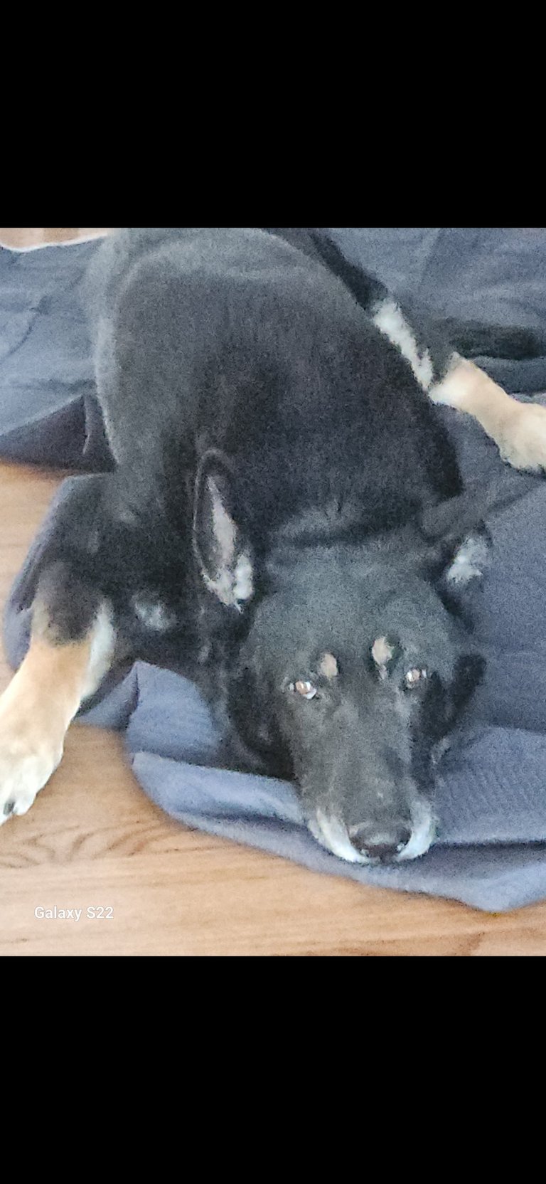 Black and white dog lying on blue blanket, looking at camera with persons hands petting it