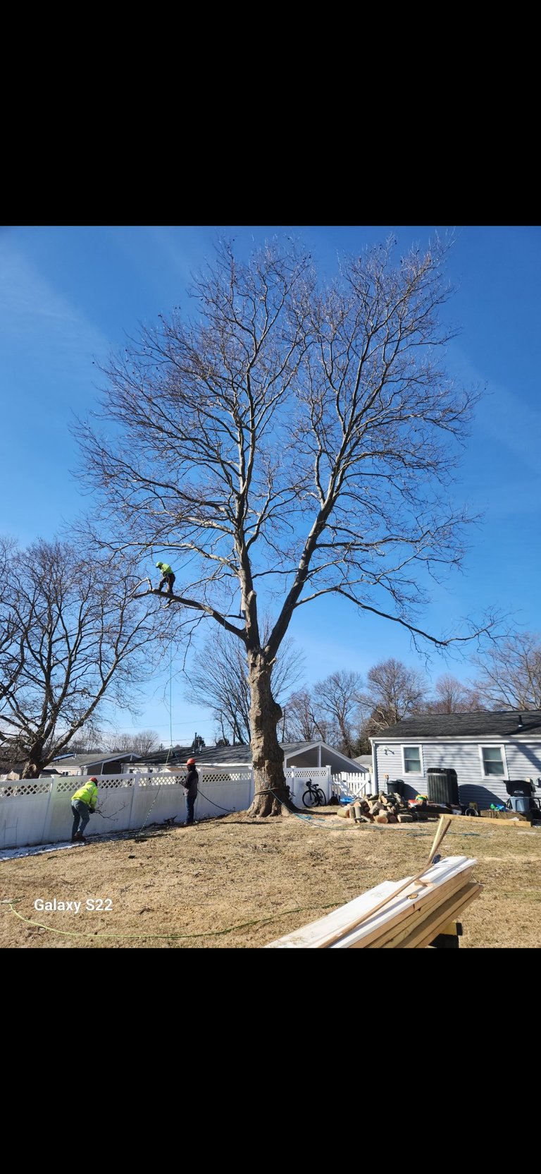 Person climbing a bare tree in a residential backyard